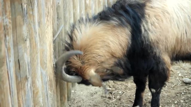 Mouflon beats horn on a log wall. 4K