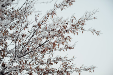 Hoarfrost covered tree branches against the sky. Frozen autumn.