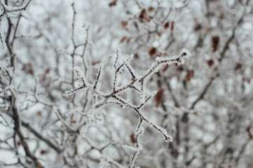 Hoarfrost covered tree branches against the sky. Frozen autumn.