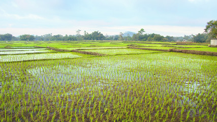 panoramic agriculture view of green rice fields at midday with nobody around, Bajawa Ruteng Indonesia.
