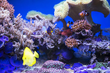 Yellow tang fish in aquarium