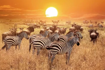 Crédence de cuisine en verre imprimé Zèbre Zebra au coucher du soleil dans le parc national du Serengeti. Afrique. Tanzanie.