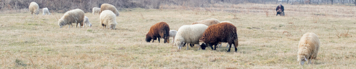 Obraz premium Sheep and lambs grazing in spring meadow. Healthy animal livestock feeding in a lush rural environment
