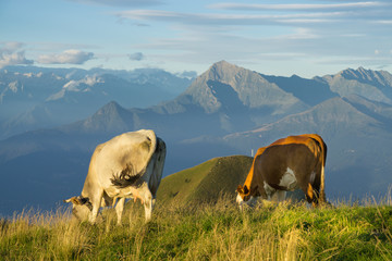Cows on the peaks of Italian mountains eating grass and have a sun bath at Lombardia region