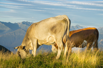 Cows on the peaks of Italian mountains eating grass and have a sun bath at Lombardia region