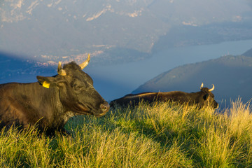 Obraz na płótnie Canvas Cows on the peaks of Italian mountains eating grass and have a sun bath at Lombardia region