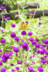Black and yellow colored butterfly sitting on a purple flower eating its nectar to feed itself.