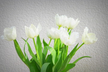 bouquet de tulipes blanches ,isolé,