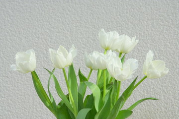 bouquet de tulipes blanches ,isolé,