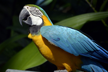 A bright parrot.