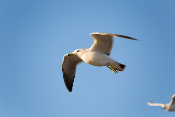 flying...