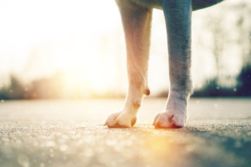 Die Beine und Pfoten eines Labrador Retriever Hundes als Hintergrund