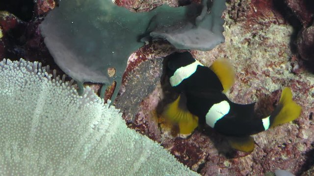Clark's anemonefish, Amphiprion clarkii protects eggs
