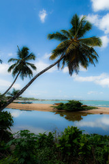 Palm Trees along the Beach in Tangalle, Sri Lanka