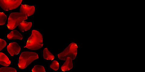 Fototapeta premium falling red rose petals on black background