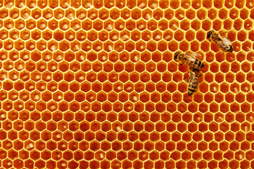 Bee honeycombs with honey and bees. Apiculture.