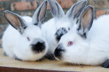 Rabbit breed California