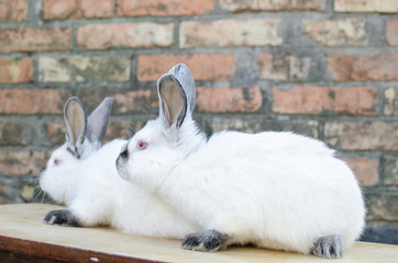 Rabbit breed California
