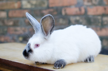 rabbit breed California