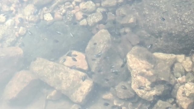 Nowhere to go! Whirligigs (beetle, Gyrinidae) in small puddle changed behavior in time of danger - dived under water and spinning in water column, 
