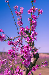 Blossoming peach tree in spring