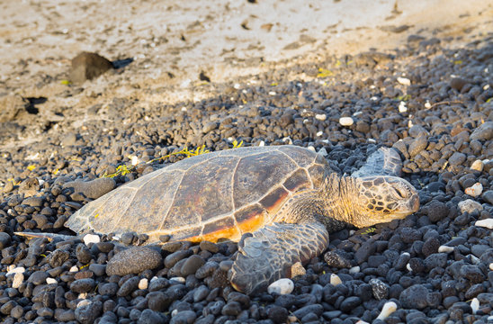 Green turtle resting on rocky Hawaii beach