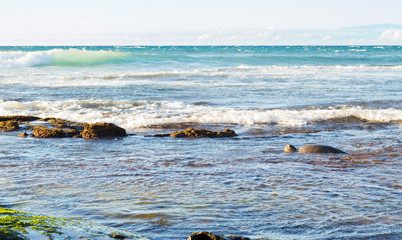 Close up of green sea turtle pausing foraging to take a breath, on the Big Island of Hawaii with waves and Maui in the background.