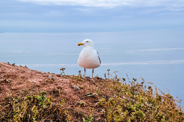 Gull at an island