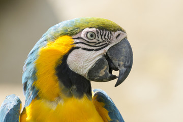 Papagei 2