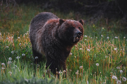 Portrait of brown bear, side view 