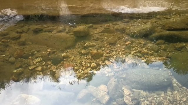 Nowhere to go! Whirligigs (beetle, Gyrinidae) in small puddle changed behavior in time of danger - dived under water and spinning in water column. 
