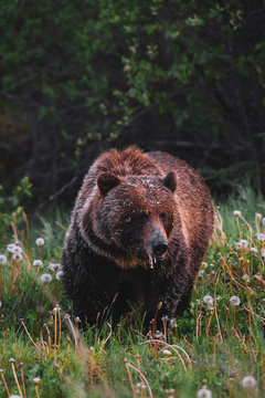 Portrait of brown bear 