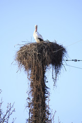 Fototapeta premium Storch im Nest