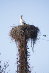 Fototapeta premium Storch im Nest