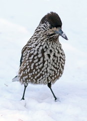 Bird Nutcracker closeup on the Yamal Peninsula