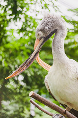 cross-billed pelican
