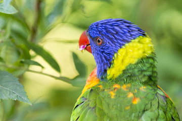 Buntlori - psitteuteles versicolor