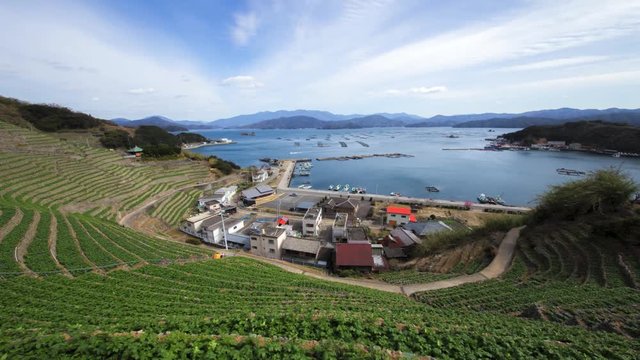 遊子水荷浦の段畑（愛媛県宇和島市） タイムラプス