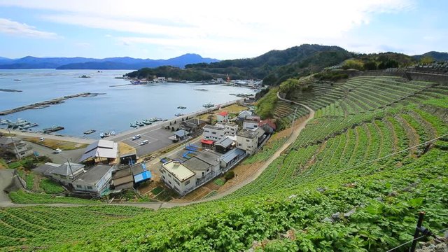 遊子水荷浦の段畑（愛媛県宇和島市） 左パン