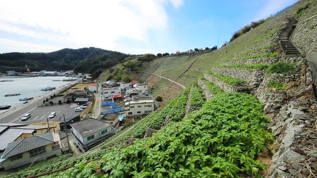 遊子水荷浦の段畑（愛媛県宇和島市） 左パン