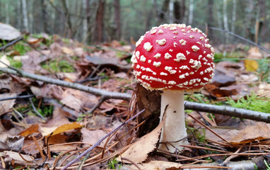 amanita muscaria mushroom