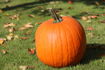 big orange pumpkin