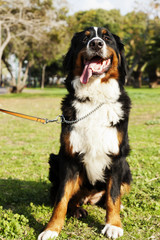 Berner Sennenhund Dog Portrait at the Park