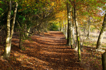 Path through Autumn Woodland in Surrey, England