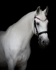 Portrait of a white horse with the bridle on black background isolated