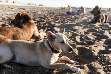 Dogs Resting on Beach Sand