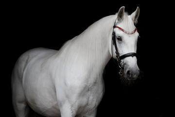 White horse with the bridle isolated on black background