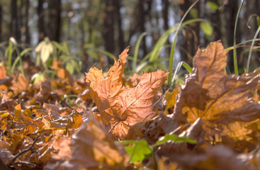 fallen leaves in autumn forest
