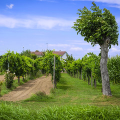 Landscape with the image of an Italian countryside