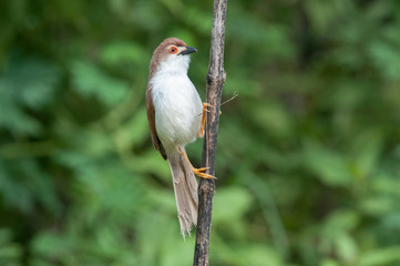 Yellow-eyed Babbler; Chrysomma sinense